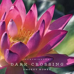 Pre Made Album Cover Cannon Pink a pink flower with the words dark crossing on it