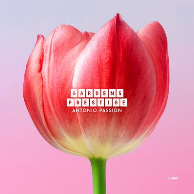 Pre Made Album Cover Kobi