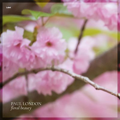 Pre Made Album Cover Lily